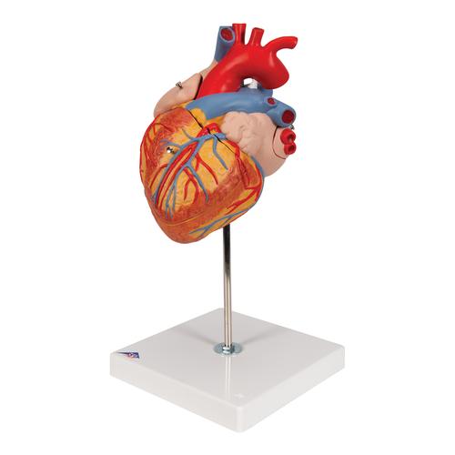 Human Heart Model, 2-times Life-Size, 4 part, 1000268 [G12], Heart Health and Fitness Education