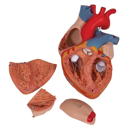 Human Heart Model, 2-times Life-Size, 4 part, 1000268 [G12], Heart Health and Fitness Education