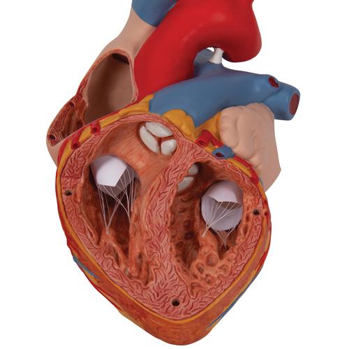 Corazón, 2 veces su tamaño natural, de 4 piezas, 1000268 [G12], Educación sobre salud y fitness cardiacos