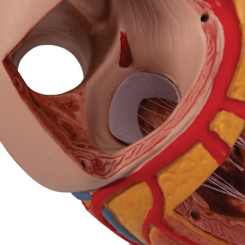 Corazón, 2 veces su tamaño natural, de 4 piezas, 1000268 [G12], Educación sobre salud y fitness cardiacos