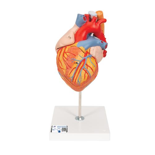 Human Heart Model with Esophagus and Trachea, 2 times Life-Size, 5 part, 1000269 [G13], Human Heart Models