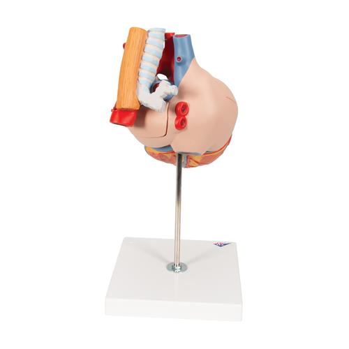 Human Heart Model with Esophagus and Trachea, 2 times Life-Size, 5 part, 1000269 [G13], Human Heart Models