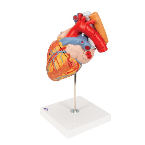 식도와 기관을 포함한 심장모형 실물 크기 2배 5 파트 분리  Heart with Esophagus and Trachea, 2 times life size, 5 part, 1000269 [G13], 심장 및 순환기 모형