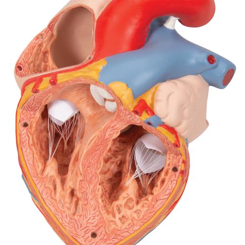 Human Heart Model with Esophagus and Trachea, 2 times Life-Size, 5 part, 1000269 [G13], Human Heart Models