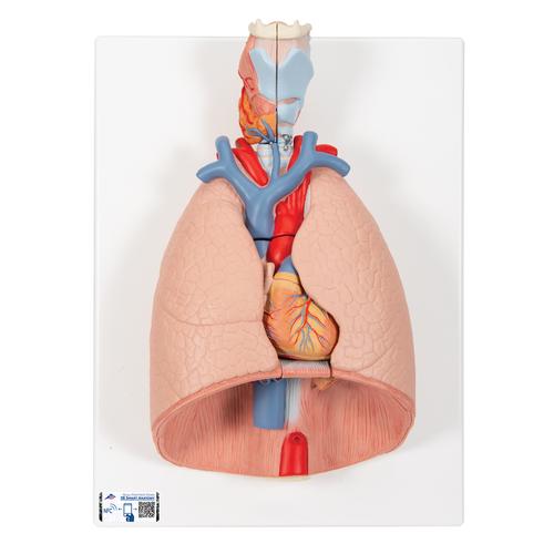 Modèle anatomique du poumon avec larynx, en 7 parties, 1000270 [G15], Modèles de poumons