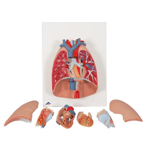 호흡기계모형(후두 및 폐 모형 7 파트 분리)  Lung Model with larynx, 7 part, 1000270 [G15], 폐 모형