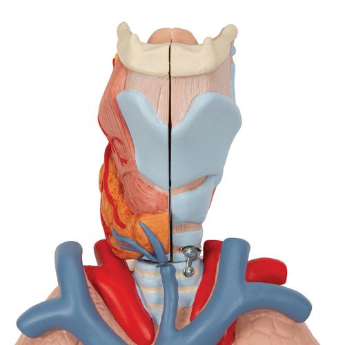 Modèle anatomique du poumon avec larynx, en 7 parties, 1000270 [G15], Modèles de poumons