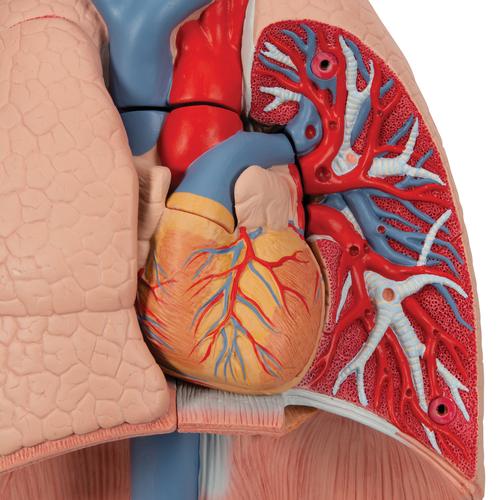 Human Lung Model with Larynx, 7 part, 1000270 [G15], Lung Models