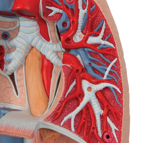 Modèle anatomique du poumon avec larynx, en 7 parties, 1000270 [G15], Modèles de poumons