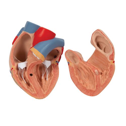 Human Lung Model with Larynx, 7 part, 1000270 [G15], Lung Models