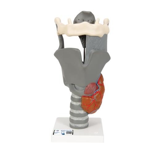 Functional Larynx Model, 2.5 times Full-Size, 1013870 [G20], Ear Models