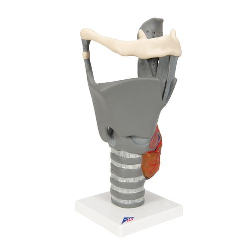 Functional Larynx Model, 2.5 times Full-Size, 1013870 [G20], Ear Models