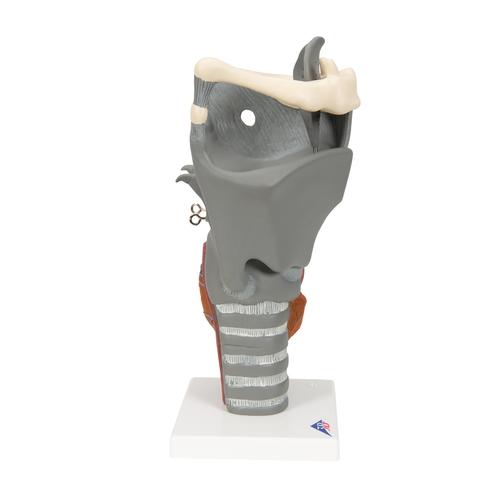 Functional Larynx Model, 2.5 times Full-Size, 1013870 [G20], Ear Models