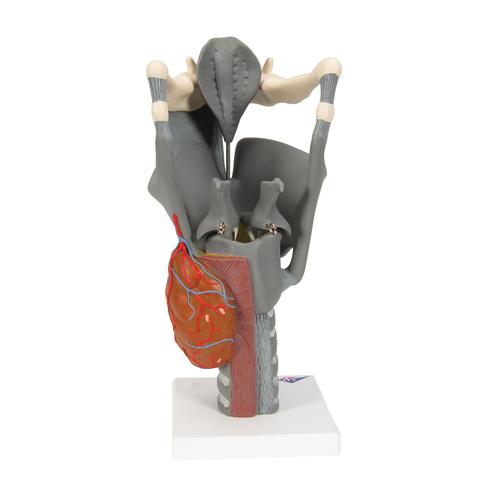 Functional Larynx Model, 2.5 times Full-Size, 1013870 [G20], Ear Models