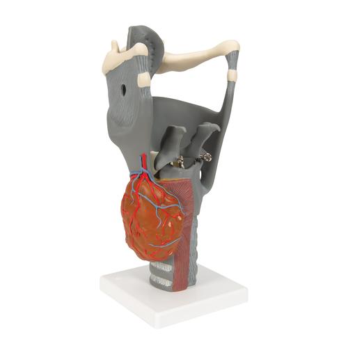 Functional Larynx Model, 2.5 times Full-Size, 1013870 [G20], Ear Models