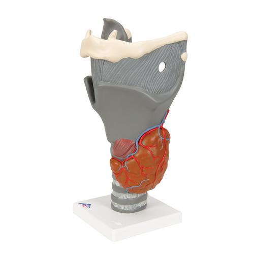 Functional Larynx Model, 2.5 times Full-Size, 1013870 [G20], Ear Models