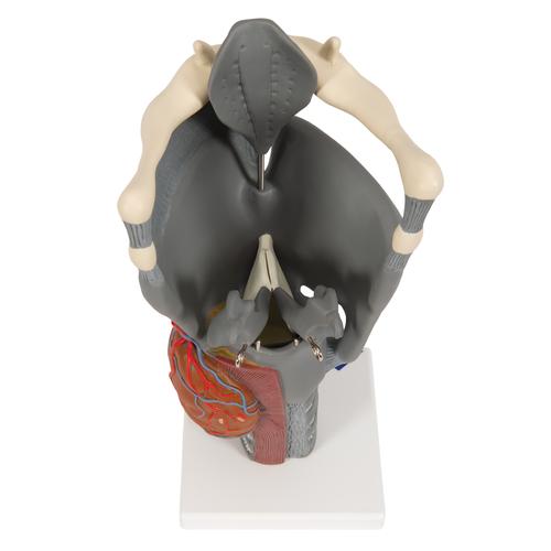 Functional Larynx Model, 2.5 times Full-Size, 1013870 [G20], Ear Models