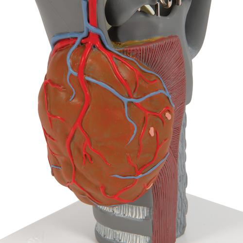 Functional Larynx Model, 2.5 times Full-Size, 1013870 [G20], Ear Models