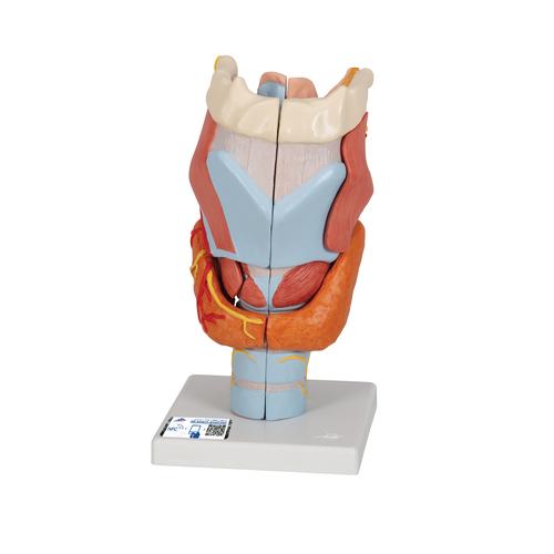 Human Larynx Model, 2 times Full-Size, 7 part, 1000272 [G21], Ear Models