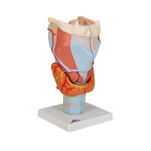 Модель гортани, 2-кратное увеличение, 7 частей - 3B Smart Anatomy, 1000272 [G21], Модели уха, горла, носа