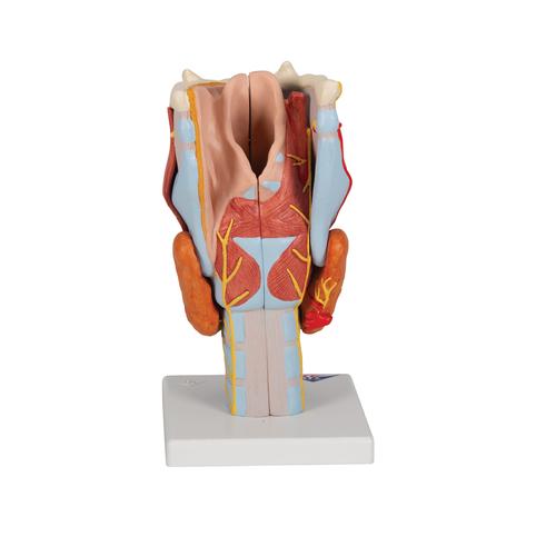 Human Larynx Model, 2 times Full-Size, 7 part, 1000272 [G21], Ear Models