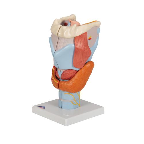 Модель гортани, 2-кратное увеличение, 7 частей - 3B Smart Anatomy, 1000272 [G21], Модели уха, горла, носа