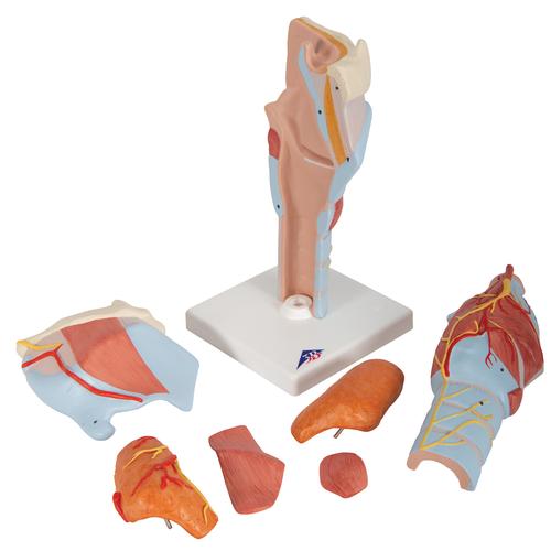 Human Larynx Model, 2 times Full-Size, 7 part, 1000272 [G21], Ear Models