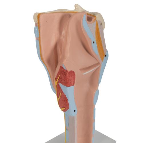 Human Larynx Model, 2 times Full-Size, 7 part, 1000272 [G21], Ear Models