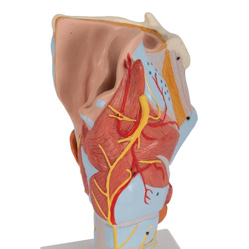 Human Larynx Model, 2 times Full-Size, 7 part, 1000272 [G21], Ear Models