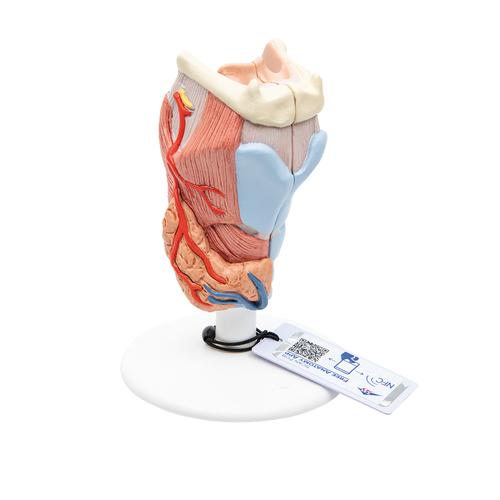 Human Larynx Model, 2 part, 1000273 [G22], Ear Models