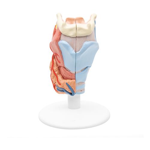 후두 모형 2-파트 Larynx Model, 2 part, 1000273 [G22], 귀 모형