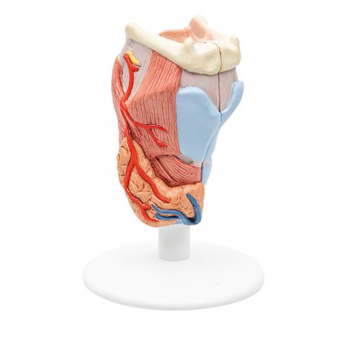 Human Larynx Model, 2 part, 1000273 [G22], Ear Models