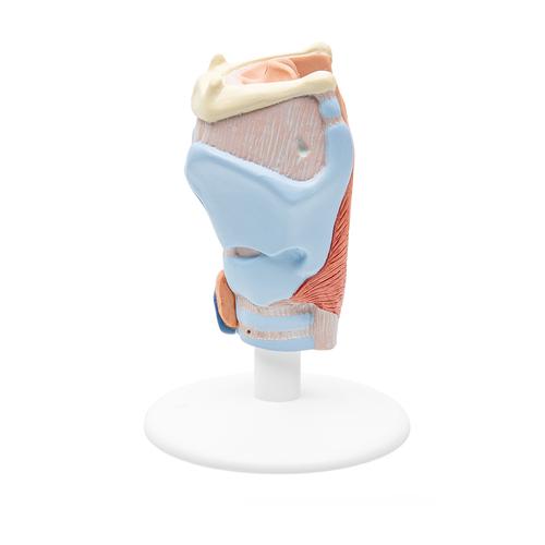 Human Larynx Model, 2 part, 1000273 [G22], Ear Models