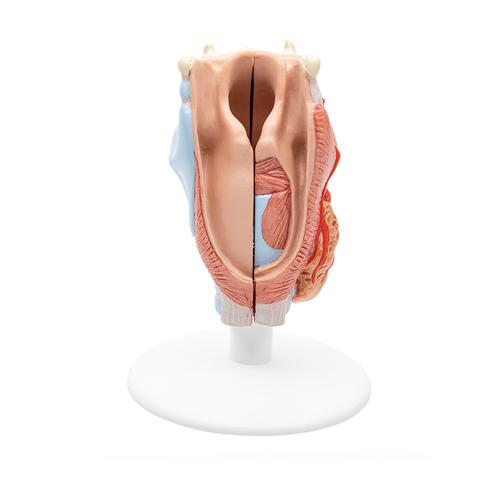 Human Larynx Model, 2 part, 1000273 [G22], Ear Models