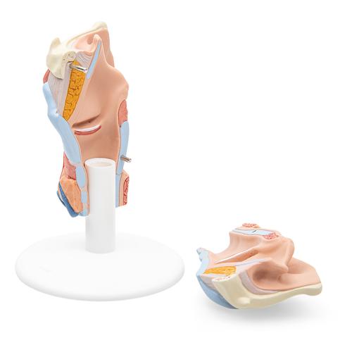 Human Larynx Model, 2 part, 1000273 [G22], Ear Models