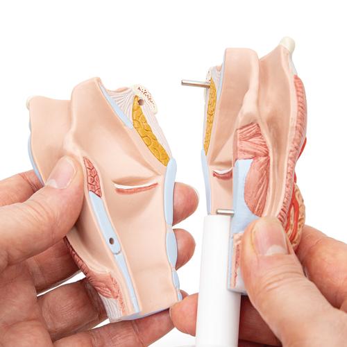 Human Larynx Model, 2 part, 1000273 [G22], Ear Models