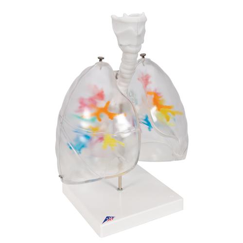 Árbol bronquial TAC con laringe y pulmón transparente, 1000275 [G23/1], Modelos de Sistema Respiratorio