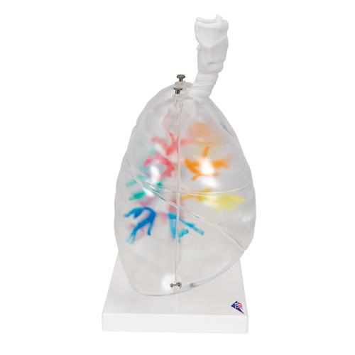 CT Bronchial Tree Model with Larynx & Transparent Lungs, 1000275 [G23/1], Lung Models