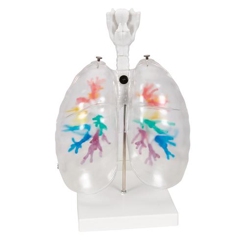 CT Bronchial Tree Model with Larynx & Transparent Lungs, 1000275 [G23/1], Lung Models