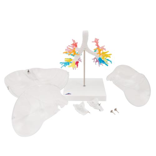 CT Bronchial Tree Model with Larynx & Transparent Lungs, 1000275 [G23/1], Lung Models