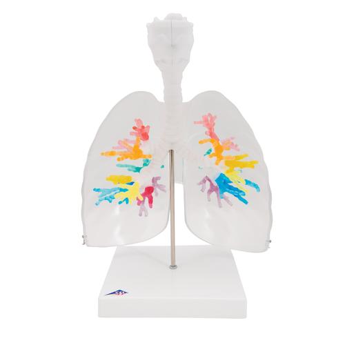 후두와 투명한 폐 있는 수상가지모형 CT Bronchial Tree with Larynx and Transparent Lungs, 1000275 [G23/1], 폐 모형