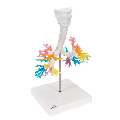 CT-Bronchialbaum Modell mit Kehlkopf, 1000274 [G23], Lungenmodelle