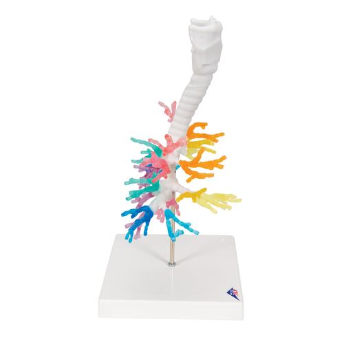 CT-Bronchialbaum Modell mit Kehlkopf, 1000274 [G23], Lungenmodelle