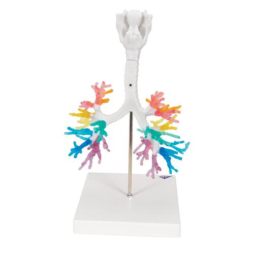 CT Bronchial Tree Model with Larynx, 1000274 [G23], Lung Models