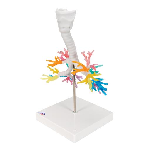 CT-Bronchialbaum Modell mit Kehlkopf, 1000274 [G23], Lungenmodelle