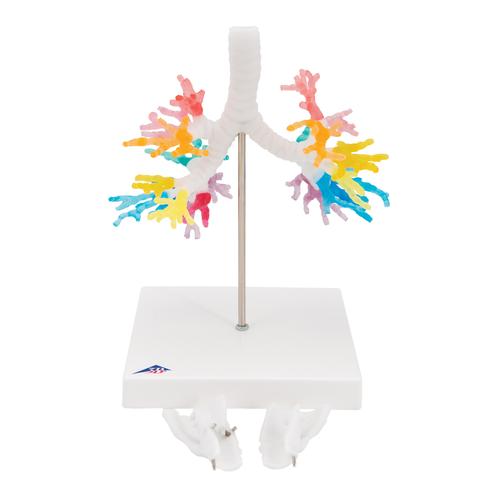 후두포함된 수상가지 모형 CT Bronchial Tree with Larynx, 1000274 [G23], 폐 모형