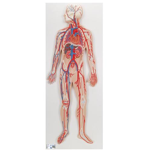 Human Circulatory System Model, 1000276 [G30], Human Heart Models