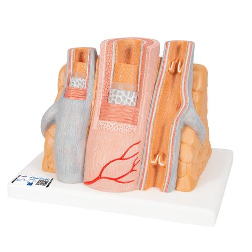 3B MICROanatomy Artery & Vein Model, 14 times Enlarged, 1000279 [G42], Microanatomy Models 