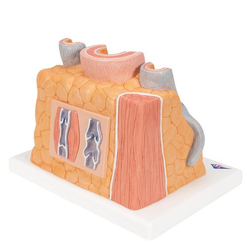 3B MICROanatomy Artère et veine - agrandi 14 fois, 1000279 [G42], Modèles cœur et circulation