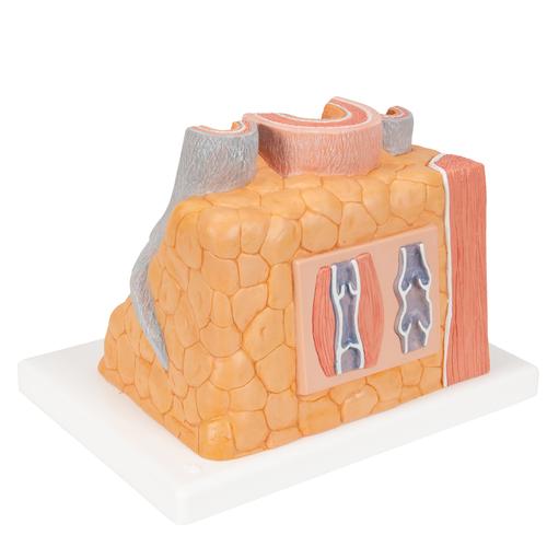 3B MICROanatomy Arteria e vena - ingrandito 14 volte, 1000279 [G42], Modelli 3B MICROanatomy™